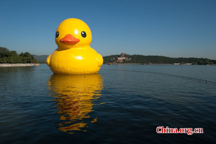 The 18-meter-tall floating yellow Rubber Duck appears on Thursday at Kunming Lake in the Summer Palace, Beijing, China, after its debut at the International Garden Expo Park for nearly a month . The Duck, a brainchild of Dutch artist Florentijn Hofman, is made of over 200 pieces of rubber. It takes four hours to get it fully inflated. It will be on display until Oct. 26. [Chen Boyuan / China.org.cn]