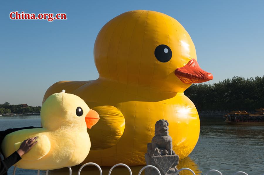 The 18-meter-tall floating yellow Rubber Duck appears on Thursday at Kunming Lake in the Summer Palace, Beijing, China, after its debut at the International Garden Expo Park for nearly a month . The Duck, a brainchild of Dutch artist Florentijn Hofman, is made of over 200 pieces of rubber. It takes four hours to get it fully inflated. It will be on display until Oct. 26. [Chen Boyuan / China.org.cn]