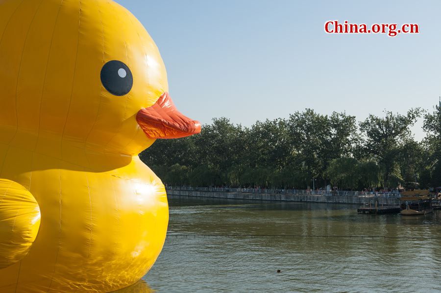 The 18-meter-tall floating yellow Rubber Duck appears on Thursday at Kunming Lake in the Summer Palace, Beijing, China, after its debut at the International Garden Expo Park for nearly a month . The Duck, a brainchild of Dutch artist Florentijn Hofman, is made of over 200 pieces of rubber. It takes four hours to get it fully inflated. It will be on display until Oct. 26. [Chen Boyuan / China.org.cn]