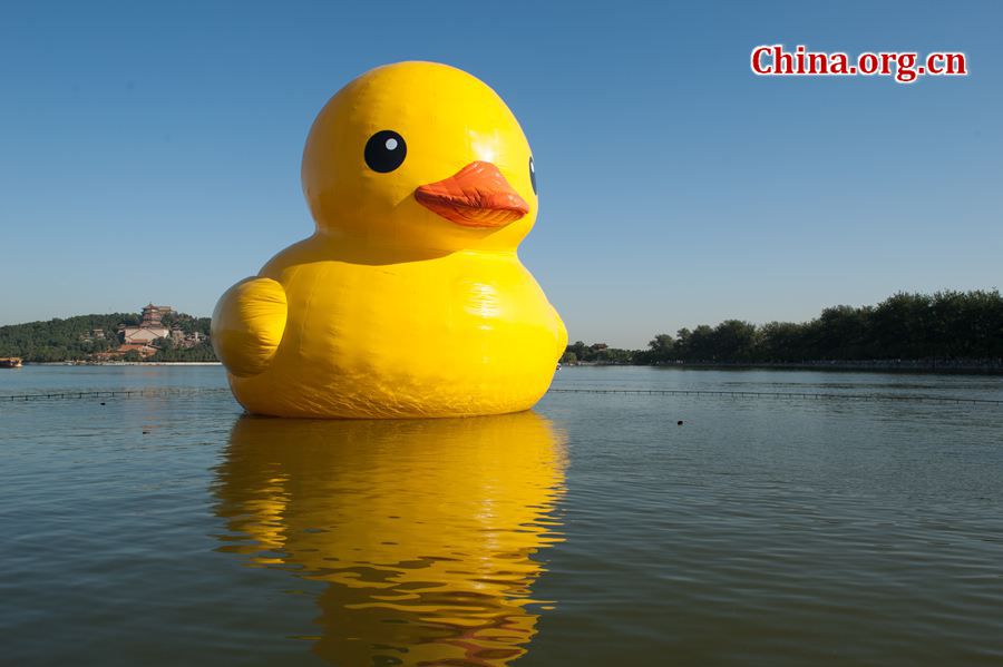 The 18-meter-tall floating yellow Rubber Duck appears on Thursday at Kunming Lake in the Summer Palace, Beijing, China, after its debut at the International Garden Expo Park for nearly a month . The Duck, a brainchild of Dutch artist Florentijn Hofman, is made of over 200 pieces of rubber. It takes four hours to get it fully inflated. It will be on display until Oct. 26. [Chen Boyuan / China.org.cn]