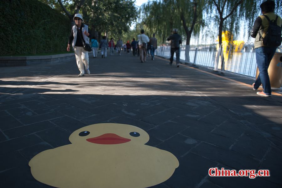 The 18-meter-tall floating yellow Rubber Duck appears on Thursday at Kunming Lake in the Summer Palace, Beijing, China, after its debut at the International Garden Expo Park for nearly a month . The Duck, a brainchild of Dutch artist Florentijn Hofman, is made of over 200 pieces of rubber. It takes four hours to get it fully inflated. It will be on display until Oct. 26. [Chen Boyuan / China.org.cn]