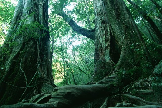 Aokigahara, one of the &apos;Top 10 suicide spots in the world&apos; by China.org.cn