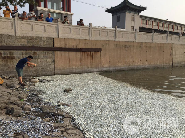 8月20日，据多位网友爆料，天津塘沽渤海海河突然死了好多鱼，腐臭味很浓。据了解，天津塘沽渤海海河河口位于天津滨海新区，距离天津港爆炸中心约6公里。图为塘沽水产局工作人员正在现场取样。 [环球时报 刘欣 摄]