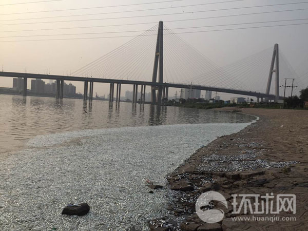 8月20日，据多位网友爆料，天津塘沽渤海海河突然死了好多鱼，腐臭味很浓。据了解，天津塘沽渤海海河河口位于天津滨海新区，距离天津港爆炸中心约6公里。图为水面上成片的死鱼。 [环球时报 刘欣 摄]