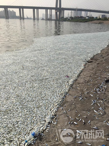 8月20日，据多位网友爆料，天津塘沽渤海海河突然死了好多鱼，腐臭味很浓。据了解，天津塘沽渤海海河河口位于天津滨海新区，距离天津港爆炸中心约6公里。图为水面上成片的死鱼。 [环球时报 刘欣 摄]