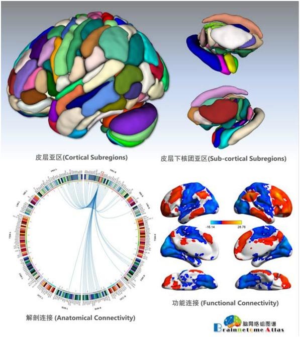 研究团队绘制出的脑网络组图谱。[图片来源于网络]