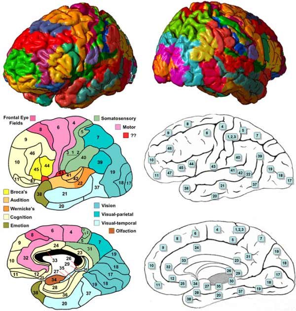 传统大脑图谱布罗德曼分区。 [图片来源于网络]