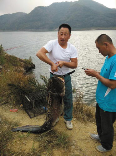 9月26日早上，大连市民高先生在西山水库钓上一条60斤大鲶鱼。 [大连晚报 高强 摄]