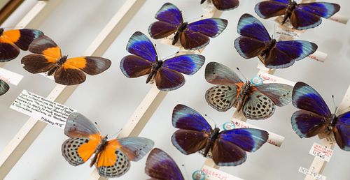 A special collection of butterfly specimens at the Natural History Museum helps tell a tale of extraordinary adventure and scientific insight.[nhm.ac.uk]