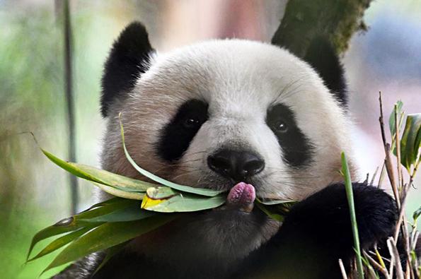 Many Giant Panda communities face extinction due to human activity, natural disasters and climate change. [File photo: thepaper.cn]