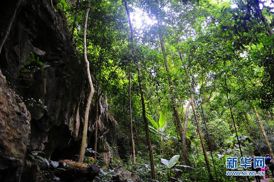 The primeval forest in Xishuangbanna, Yunnan Province. [File photo: Xinhua] 