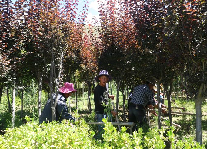 Workers weed among the trees in Bianjiu’s nursery garden in Zhanang County of Shannan Prefecture in China’s Tibet Autonomous Region. [Photo by Zhang Jiaqi/ China.org.cn]
