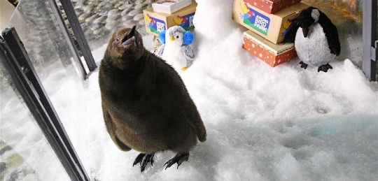 王企鹅宝宝亮相新加坡飞禽公园