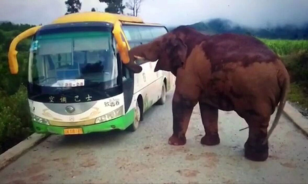 Villagers get smartphone elephant alerts- China.org.cn