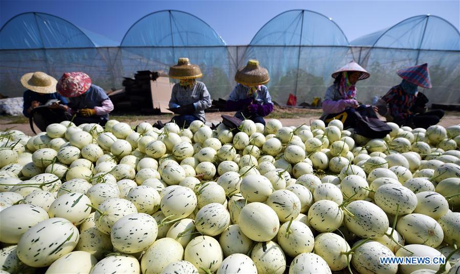 Farmers busy with honeydew melons