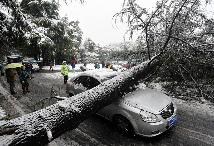 A car lays crushed under a cedar felled by heavy snowfall on Thursday morning in Nanjing, Jiangsu province. No one was injured. [Photo/China Daily]