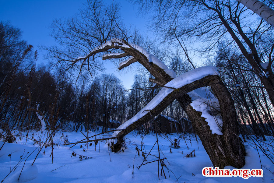 Winter Scenery Of Yichun In Heilongjiang - China.org.cn