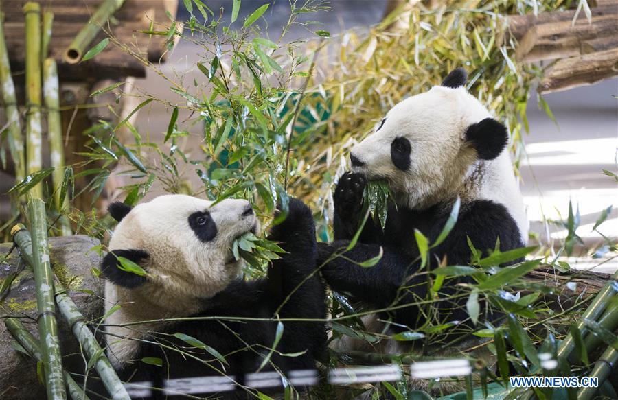 Take closer look at giant pandas eating bamboos at Toronto Zoo- China