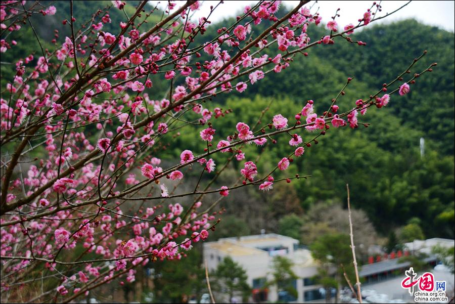 Plum Blossom Seen In Mount Huangshan Cn 4658