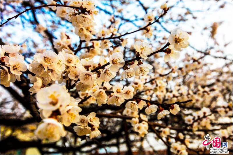 Flowers Blossom With The Coming Of Spring In Qingdao China Org Cn