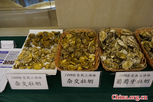 This photo shows oysters displayed at the first China (Rushan) International Oyster Forum on Sunday, April 22, 2018 in Rushan, Shandong province in eastern China. [Photo by Zhou Jing/China.org.cn]