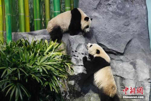 Panda cubs Jia Yueyue (up) and Jia Panpan debut at the Calgary Zoo of Canada on Monday, May 7, 2018. [Photo/Chinanews.com]