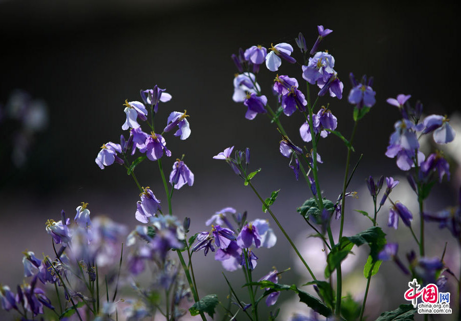 Yuanmingyuan, which extolled as the &apos;Garden of Gardens&apos;, was used to be an imperial summer palace for imperial family. 