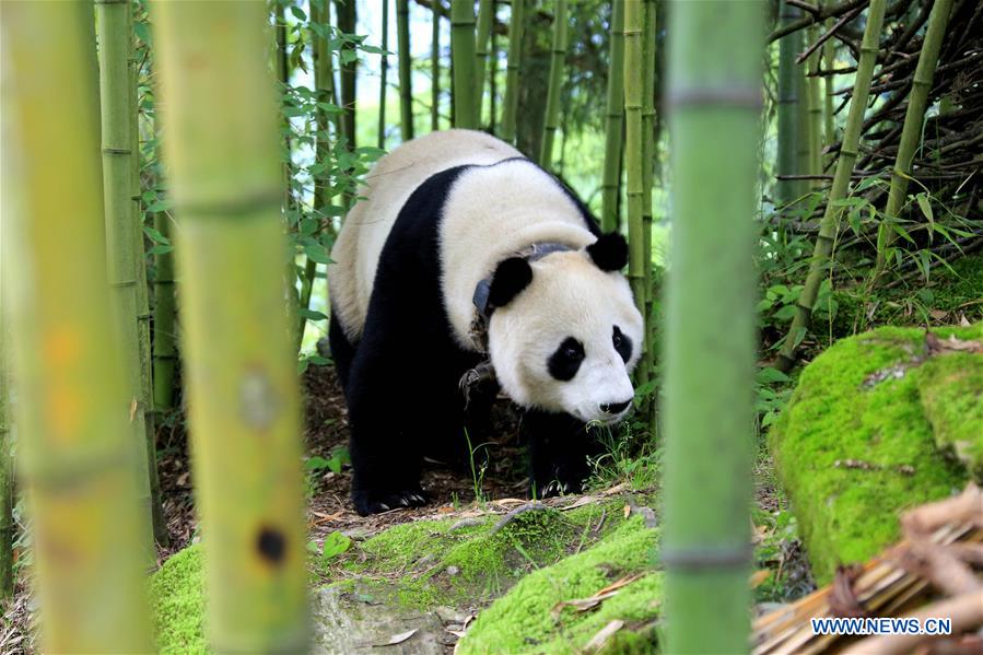 A giant panda is spotted wandering in Jinbo Village, Wenchuan County, southwest China's Sichuan Province, May 31, 2018.