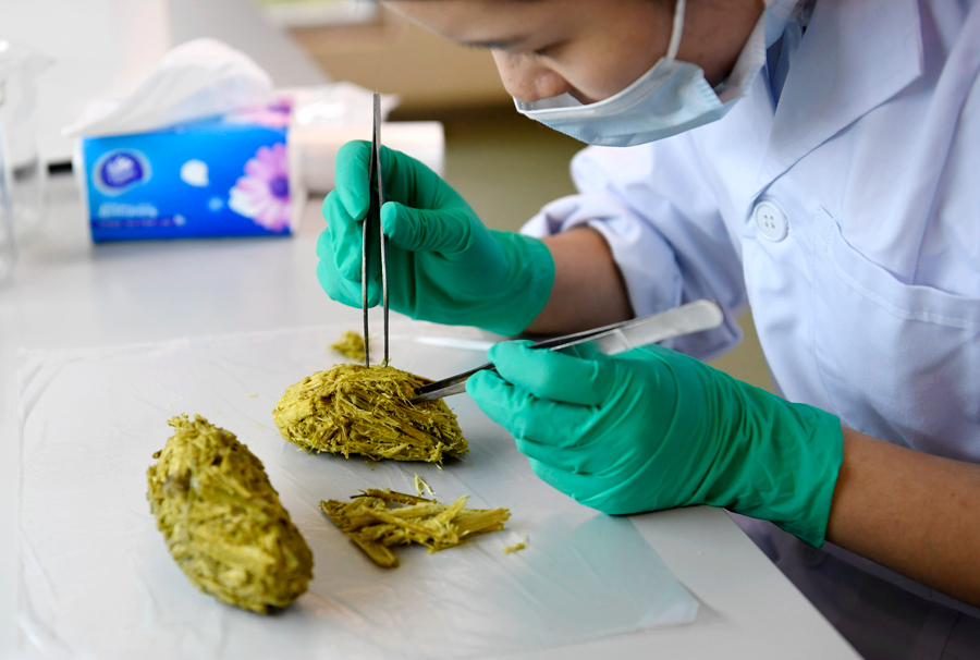A researcher extracts DNA from the feces of a giant panda. [Photo/China News Service]