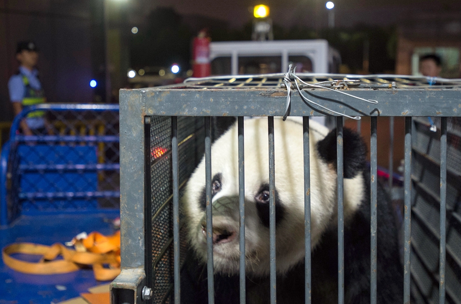 Weiwei, a panda allegedly mistreated at Wuhan Zoo in Hubei province, arrives at Chengdu Shuangliu International Airport in Sichuan province on Wednesday. [Photo/China Daily]