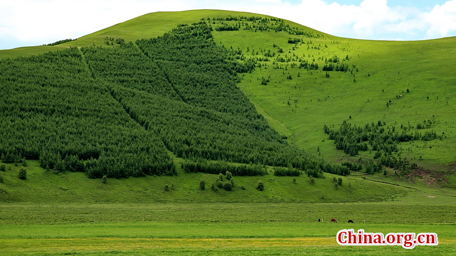 The special climate and geographical position at the junction of the North China Plain and the Inner Mongolia Grasslands give Bashang Grassland its unique natural landscapes and make it a popular destination for tourists and photographers.