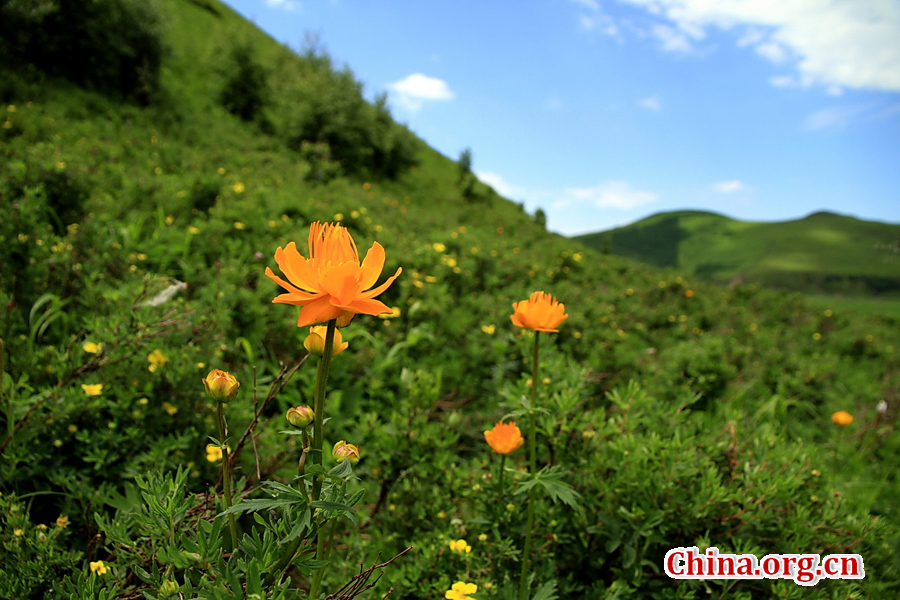 The special climate and geographical position at the junction of the North China Plain and the Inner Mongolia Grasslands give Bashang Grassland its unique natural landscapes and make it a popular destination for tourists and photographers.