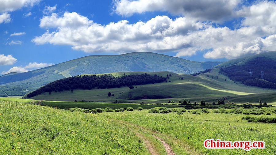 The special climate and geographical position at the junction of the North China Plain and the Inner Mongolia Grasslands give Bashang Grassland its unique natural landscapes and make it a popular destination for tourists and photographers.