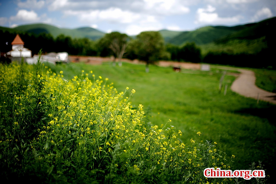 The special climate and geographical position at the junction of the North China Plain and the Inner Mongolia Grasslands give Bashang Grassland its unique natural landscapes and make it a popular destination for tourists and photographers.