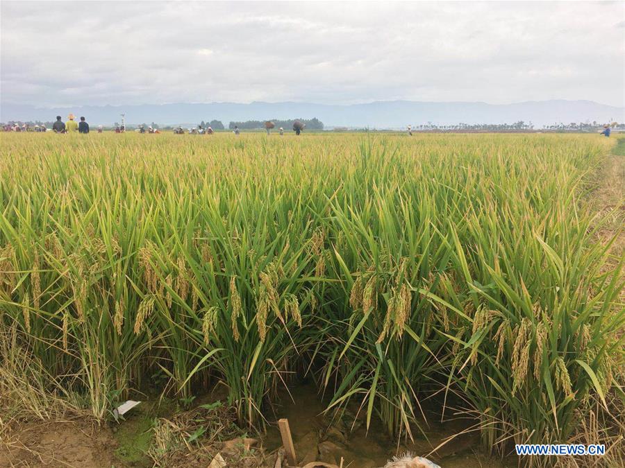 Super hybrid rice field is seen at a demonstration base in Datun Township in Gejiu City, southwest China's Yunnan Province, Sept. 2, 2018. [Photo/Xinhua]