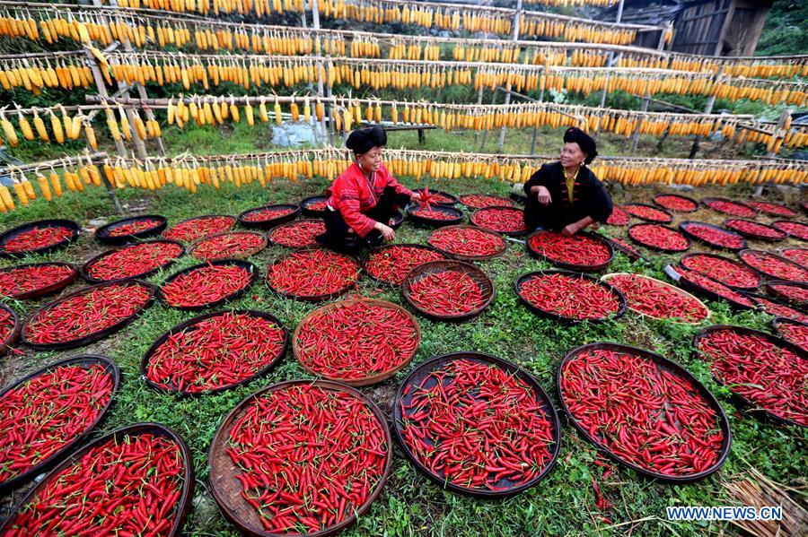 Chinese farmers greet first harvest festival