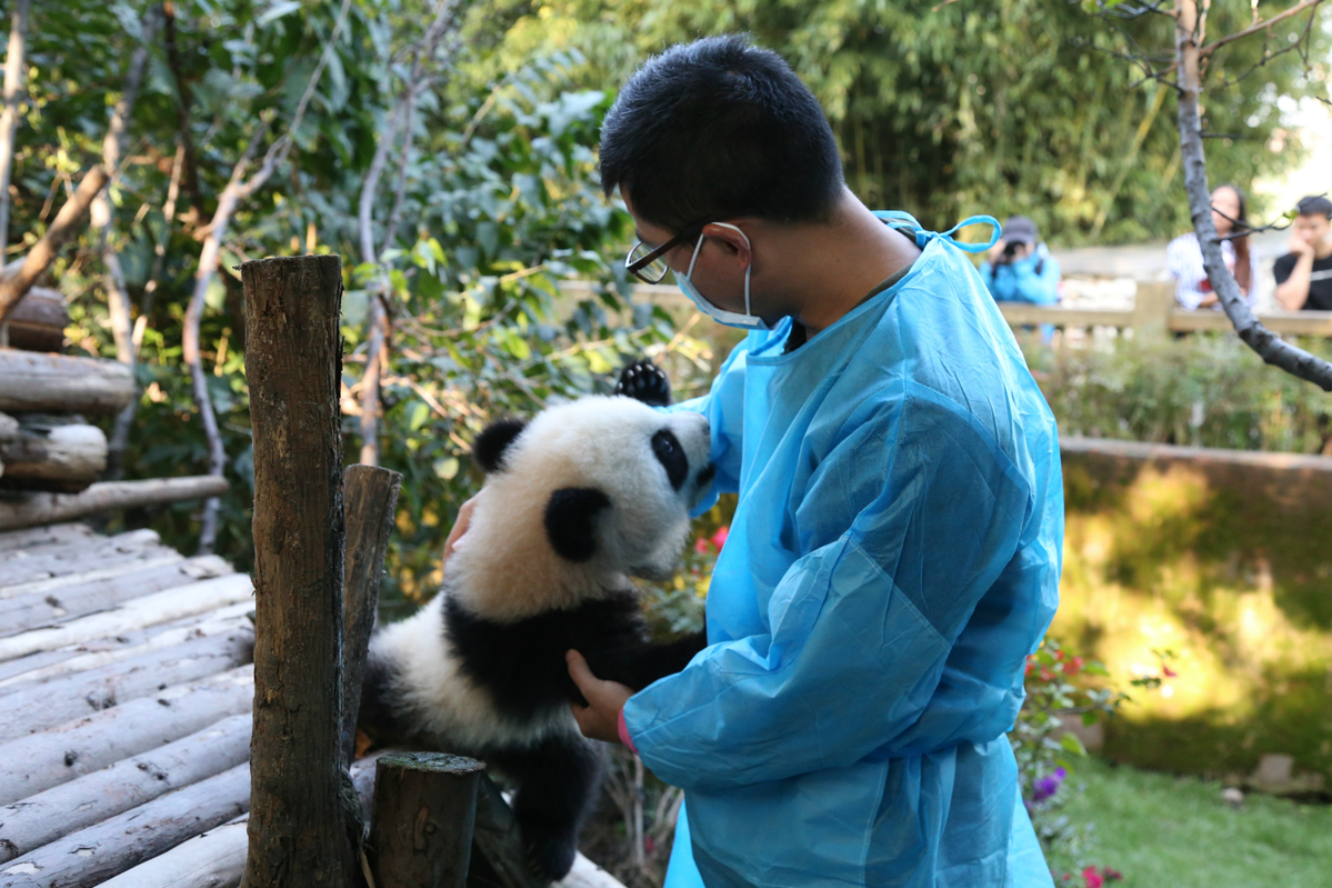 Pandas benefit as their keepers adapt- China.org.cn