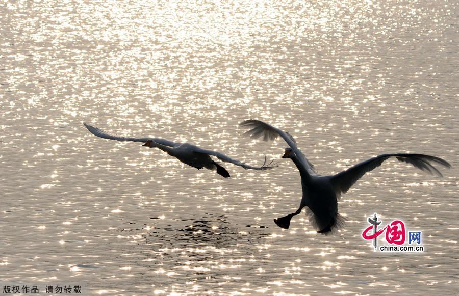 A flock of wild swans gather at Yandun Angle Bar in Rongcheng Swan Lake in Rongcheng, East China&apos;s Shandong province on Jan.9, 2013. Thousands of wild swans from Siberia migrate to Rongcheng Swan Lake for winter. The swans attract a large number of visitors to the area. [China.org.cn]