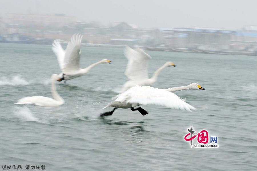 A flock of wild swans gather at Yandun Angle Bar in Rongcheng Swan Lake in Rongcheng, East China&apos;s Shandong province on Jan.9, 2013. Thousands of wild swans from Siberia migrate to Rongcheng Swan Lake for winter. The swans attract a large number of visitors to the area. [China.org.cn]