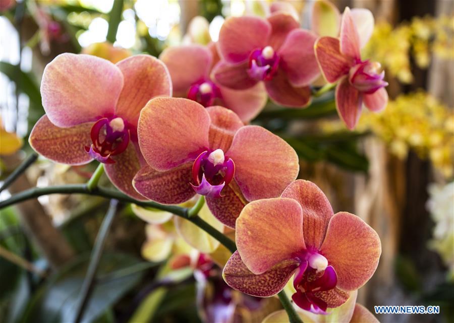 Orchid Show Held In Illinois Us China Org Cn