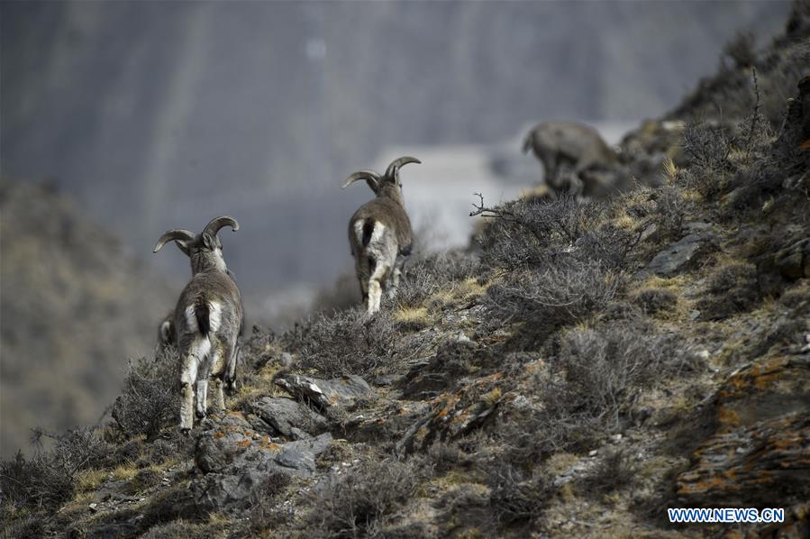 Bharal Seen At Helan Mountain National Nature Reserve In NW China S