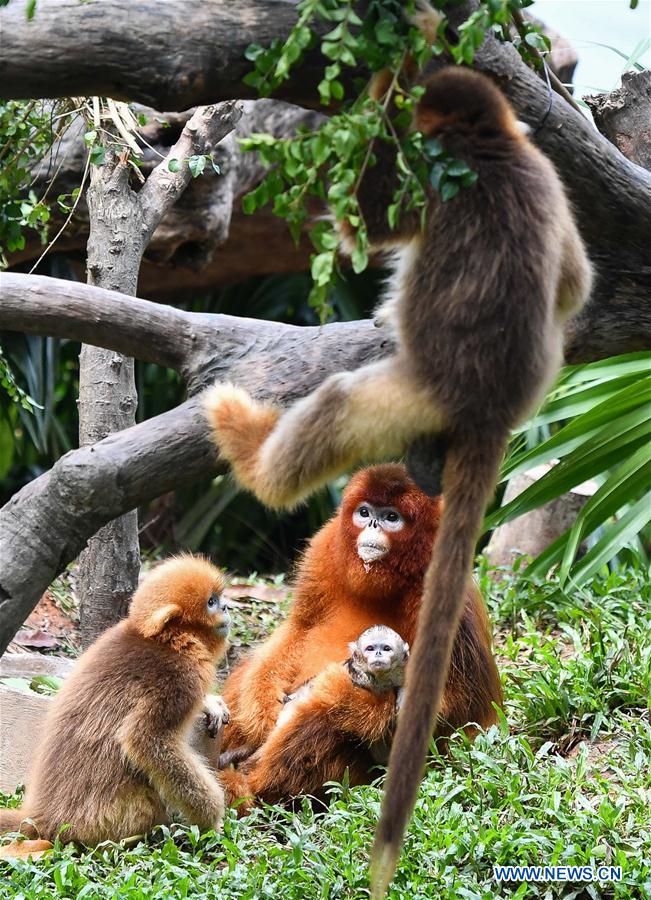 Golden snub-nosed monkeys in Guangzhou, 