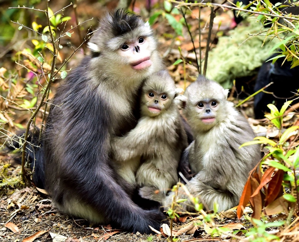 Photos: The Mysterious Chinese Monkey That's 'as Endangered as the Panda