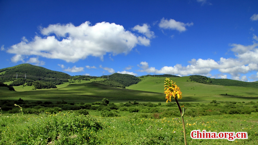 The special climate and geographical position at the junction of the North China Plain and the Inner Mongolia Grasslands give Bashang Grassland its unique natural landscapes and make it a popular destination for tourists and photographers.