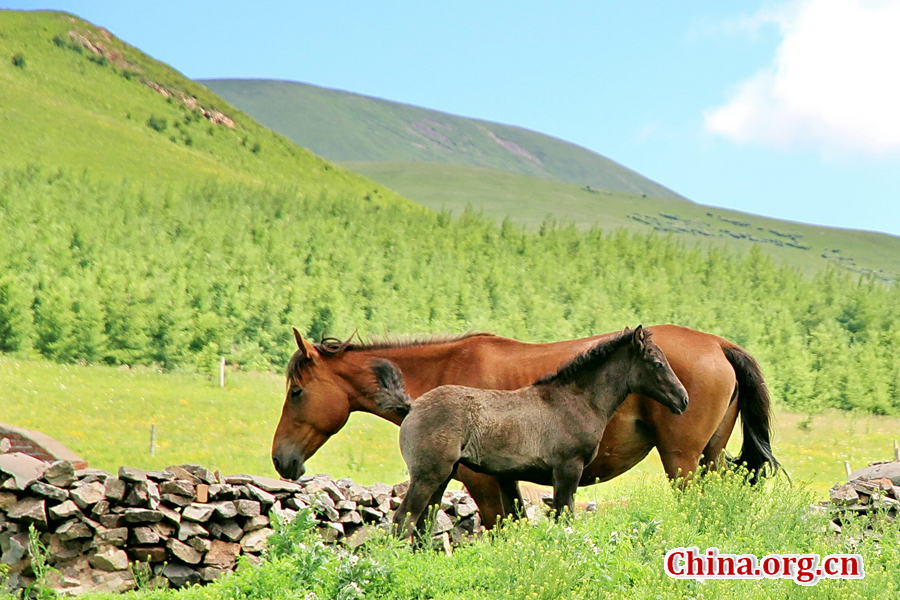 The special climate and geographical position at the junction of the North China Plain and the Inner Mongolia Grasslands give Bashang Grassland its unique natural landscapes and make it a popular destination for tourists and photographers.