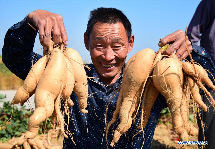 Farmers across China celebrate harvest festival