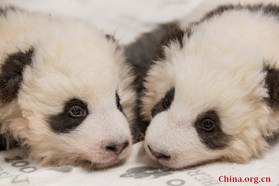 Berlin Zoo Releases New Photos Of Panda Twins China Org Cn