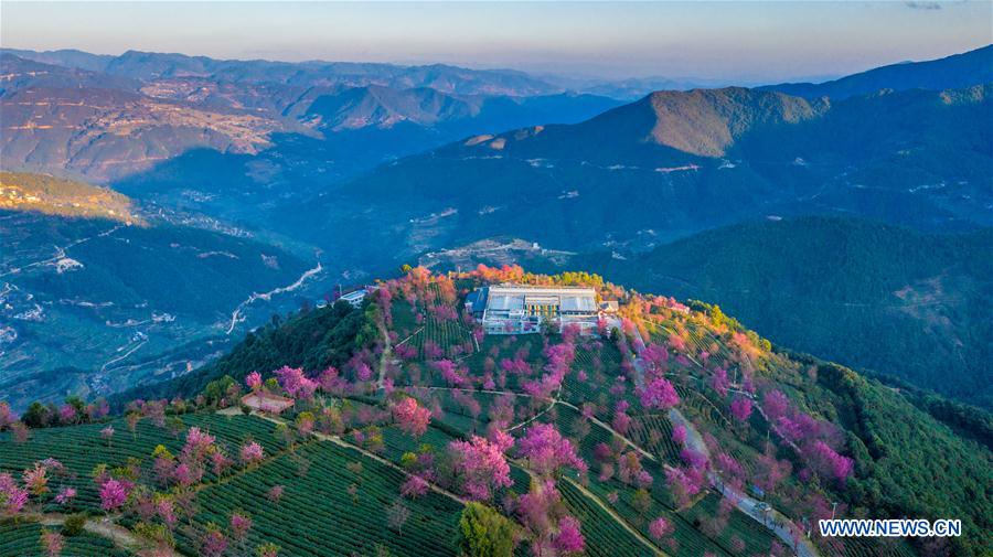 Scenery Of Cherry Valley On Wuliang Mountain In Sw China S Yunnan China Org Cn