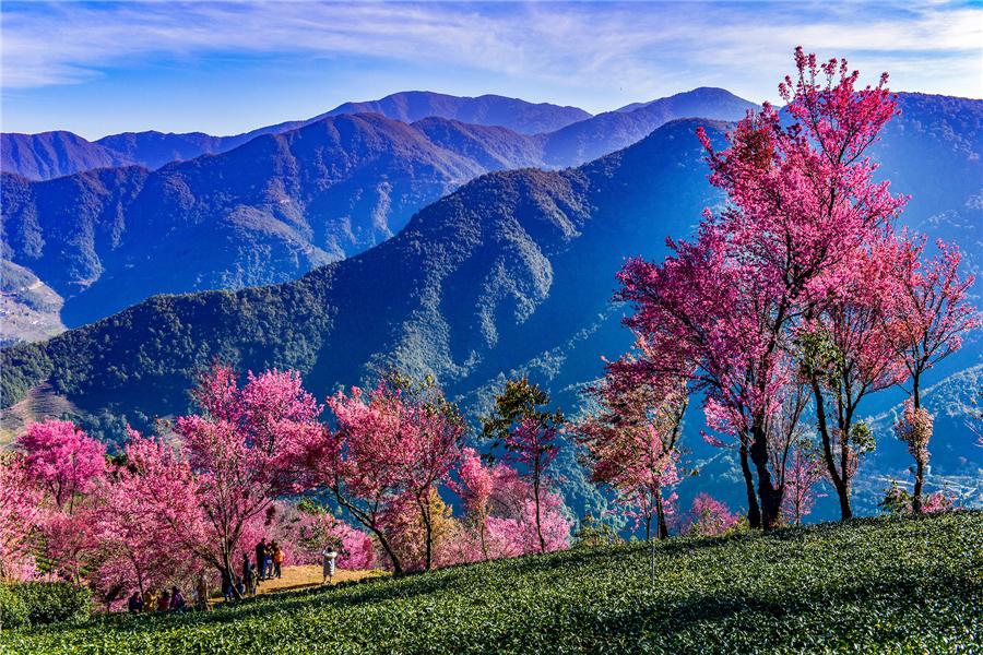 Cherry blossoms blooming in Yunnan