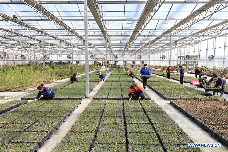 Farmers Work In Greenhouse At Agricultural Garden In Luanzhou